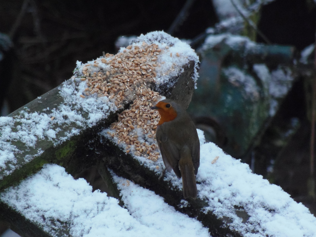 European Robin perched on a snow-covered wooden structure. The bird is facing to the left of the frame, and is positioned near a pile of birdseed which is also covered in snow. The background is blurred but shows a dark, possibly metallic, object partially obscured by foliage and snow. The overall scene evokes a cold, wintry atmosphere.