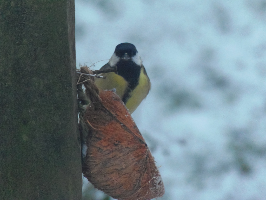 Great Tit ( Parus major) perched on a wooden post, next to a coconut shell filled with birdseed. The background is blurry, showing a snowy or frosty ground. The bird appears to be feeding or about to feed.