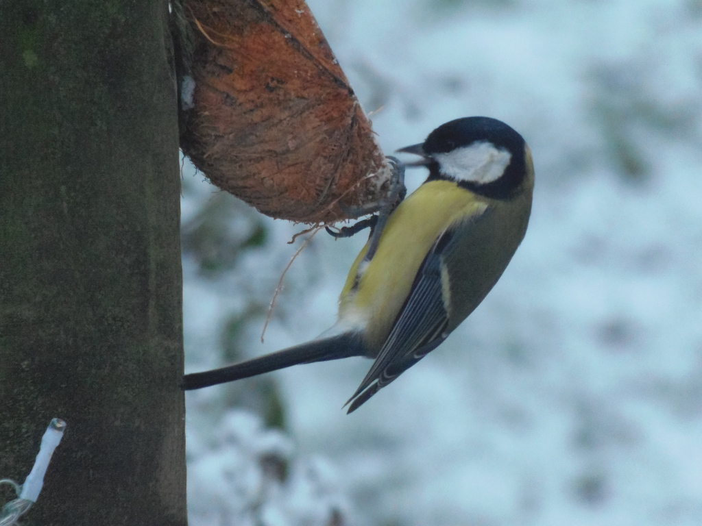 Great tit ( Parus major) perched on a wooden post, feeding from a coconut shell filled with birdseed. The background is blurred, suggesting a snowy or wintery scene. The focus is sharply on the bird.