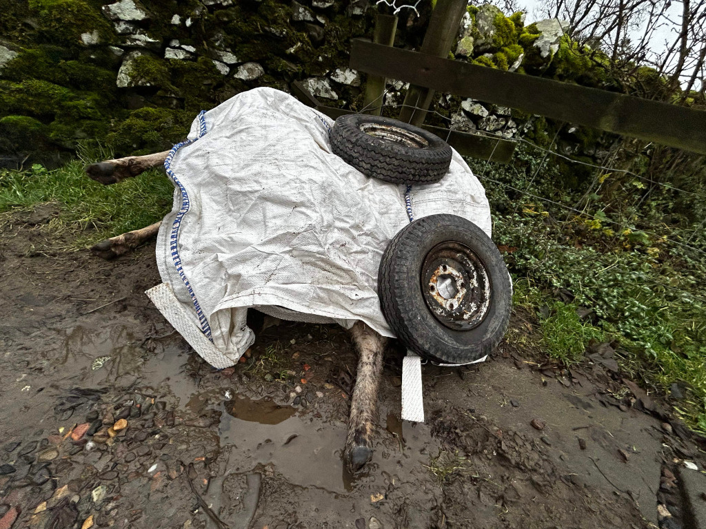 Dead animal, possibly a sheep or a similar sized animal, covered with a white tarp. Two tires are placed on top of the tarp, near the animal's legs. The scene is set in a muddy area next to a stone wall and a fence. The overall mood is sombre and suggests the animal has perished.