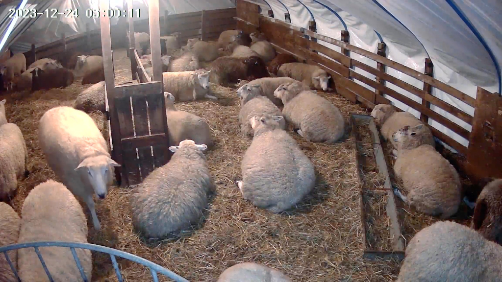 Flock of sheep resting in a barn at night. They are lying down on a bed of straw, inside a structure that appears to be a temporary or mobile shelter, possibly a sheep shed or transport. The sheep are predominantly light-coloured, with a few darker sheep interspersed. A wooden feeding trough is visible, and the overall atmosphere is one of calm and quiet. The image includes a timestamp indicating the time of capture.