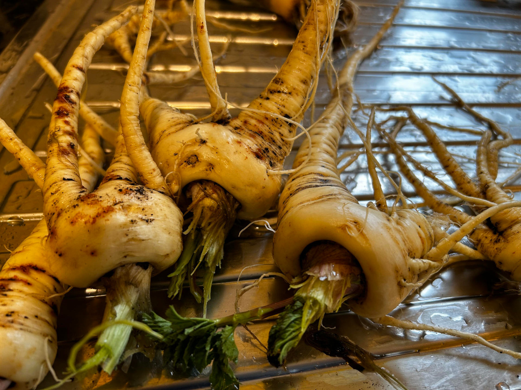 Several parsnips, freshly harvested, lying on a metallic surface. Their pale, almost yellow roots are stained with dark brown dirt, and their green tops are still attached. The focus is on the texture and earthy tones of the vegetables, suggesting a harvest or preparation for cooking. The overall mood is one of natural abundance and rustic simplicity.