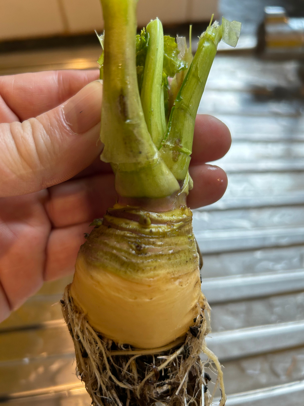 Leonie's hand holding a freshly harvested turnip. The turnip's pale yellow root is visible, along with its dark brown root system and the green leafy top. The image focuses on the detail of the turnip's structure.
