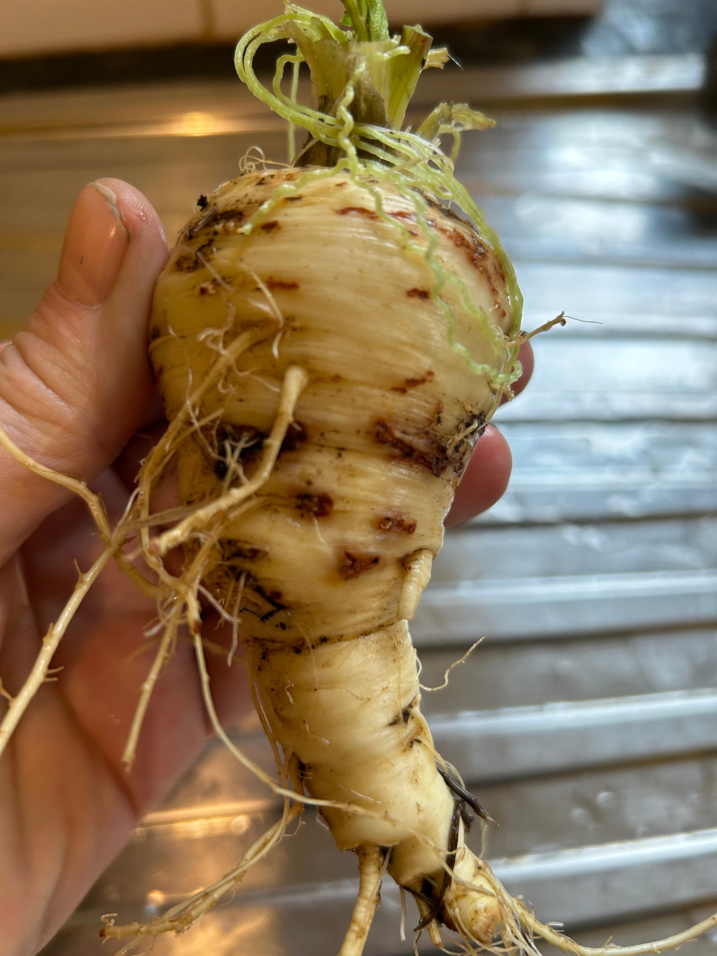 Leonie's hand holding a parsnip. The parsnip is pale yellow-beige with brown discoloration in places, and its root system is clearly visible. The background is a blurred metallic surface, possibly a kitchen sink or counter.