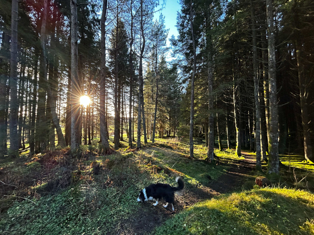 Border collie dog exploring a sun-dappled path in a dense, tall pine forest. The sun shines brightly through the trees, creating a warm, inviting atmosphere. The scene evokes a feeling of serenity and tranquillity.