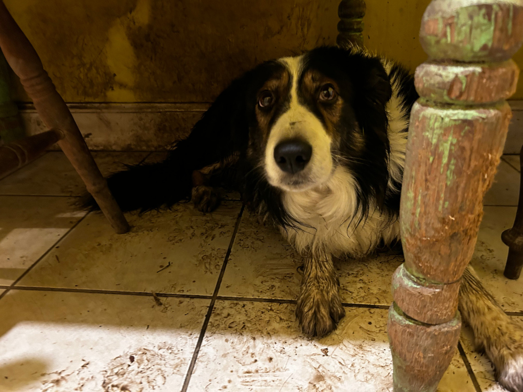 Muddy Border Collie dog sitting under a table on a dirty tiled floor. The dog looks sad and somewhat apprehensive. The setting appears to be a somewhat neglected or messy interior space.