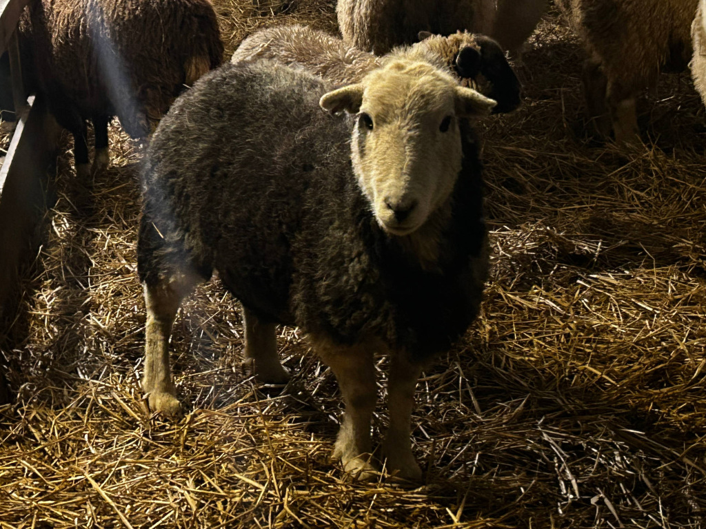 Sheep standing in a barn, surrounded by hay. The sheep is predominantly dark-grey or black, with lighter-coloured face and legs. Other sheep are visible in the background, partially obscured. The lighting suggests a dimly lit indoor space, with a sunbeam partially illuminating the scene. The overall mood is quiet and somewhat sombre.