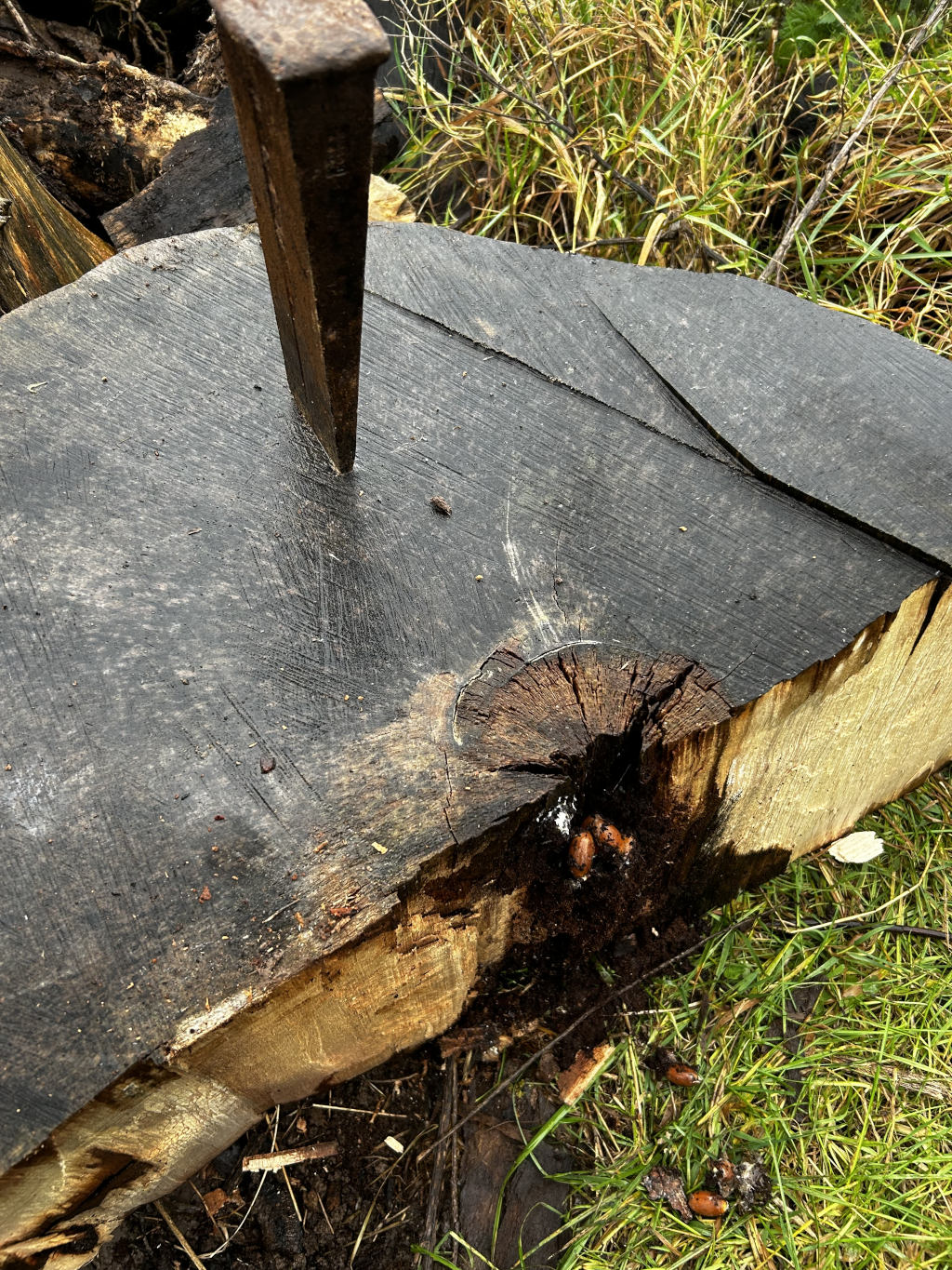Large, dark-coloured log with a metal wedge driven into it. A knot or hole in the wood is visible, from which a dark, wet substance is seeping. Several small, brown objects, possibly acorns or seeds, are scattered around the base of the log. The setting appears to be outdoors, in a grassy area.