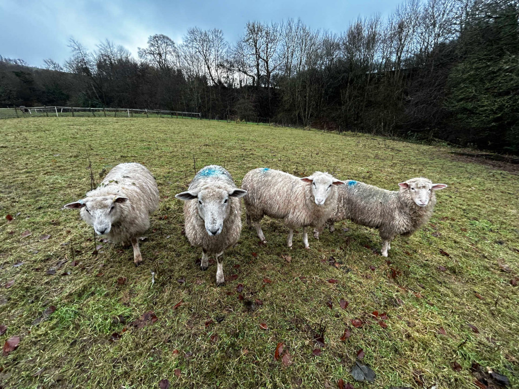 Four sheep standing in a grassy field, looking directly at the camera. They appear to be light-coloured, possibly white or light tan, and somewhat scruffy. The sheep are standing in a row, and each one has a small, noticeable blue marking on their wool. The background shows a line of trees and a cloudy sky.