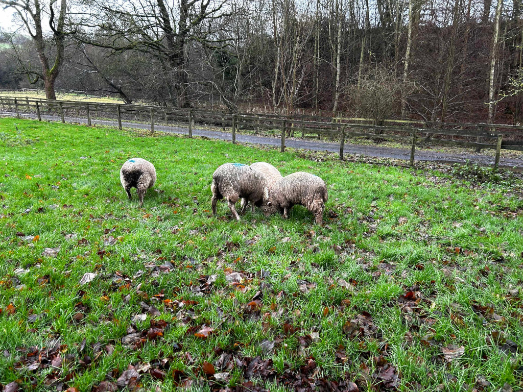 Four sheep grazing in a grassy field. The sheep appear to be marked with small blue paint markings on their backs. The field is partially covered with fallen leaves and is bordered by a wooden fence and a path beyond it, leading to a wooded area. The overall mood is peaceful and pastoral.