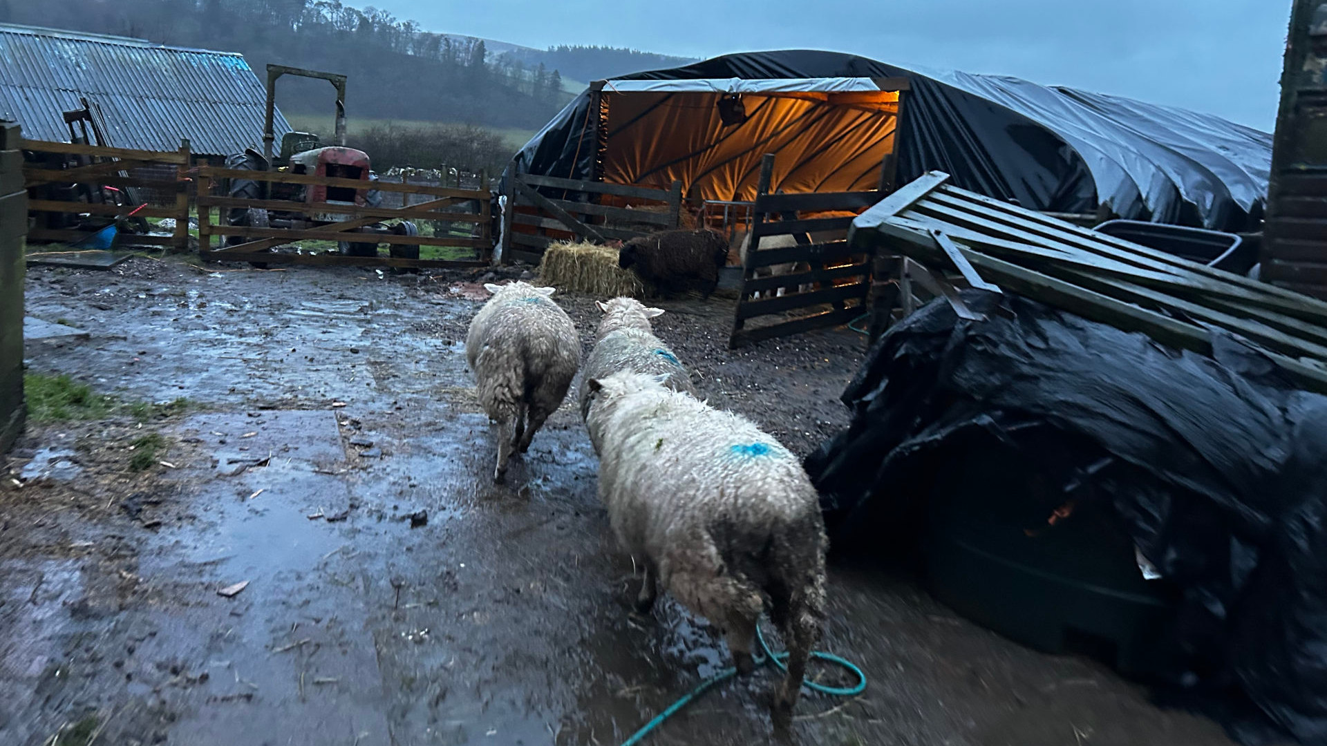 Three sheep walking away from the camera on a muddy farmyard. In the background, there's a large, dark tarp-covered structure, possibly a temporary shelter or barn, with light illuminating the interior. A tractor is partially visible behind a fence in the far left background. The overall scene suggests a rural, possibly Scottish, farm setting on a gloomy day. The mood is somewhat sombre and quiet.
