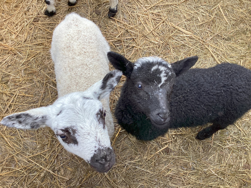 Two lambs, one white and one black, standing on straw. The white lamb has some darker markings on its face and ears. The black lamb has a small patch of white fur on its head. Both lambs are looking directly at the camera.