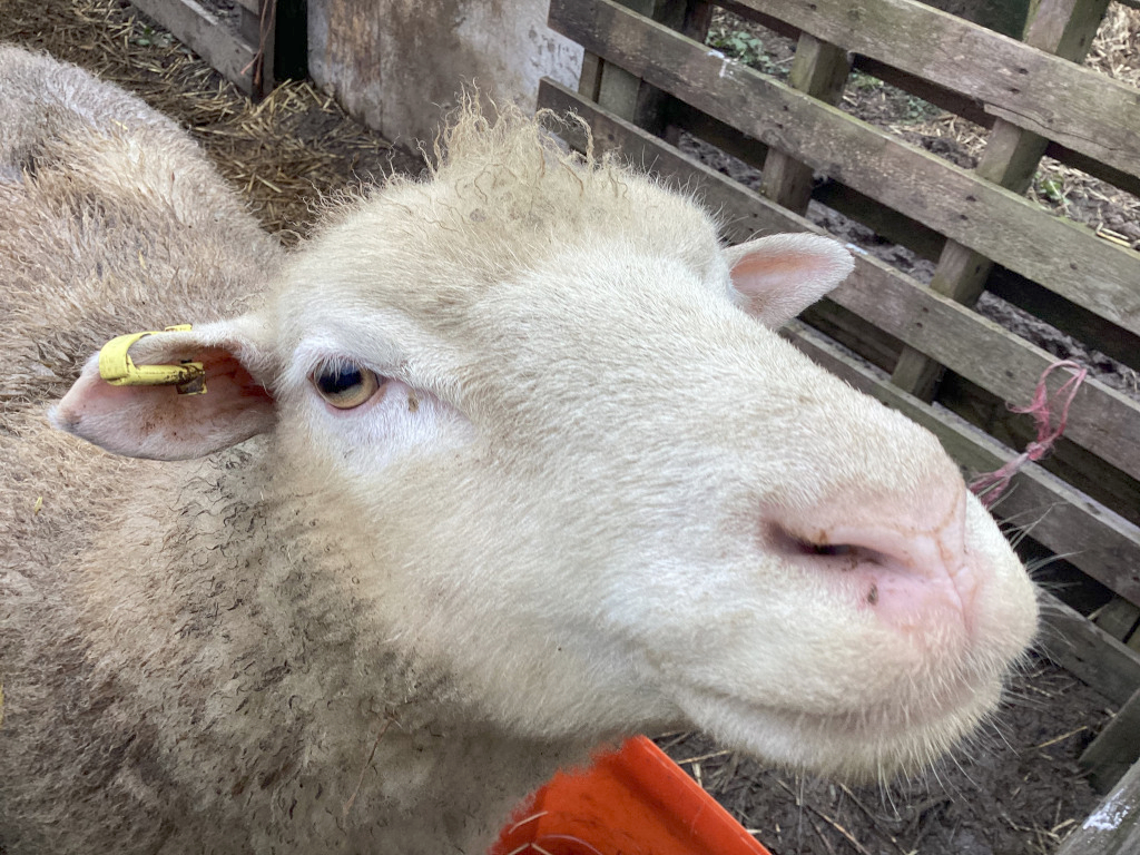 Close-up view of a sheep's face. The sheep is predominantly white with some patches of light brown or tan fur, particularly around its ears and neck. It has a yellow tag in its ear and its nose is pink. The sheep appears to be in a pen or enclosure, with a wooden fence visible in the background. The overall impression is one of a farm animal in its natural environment.