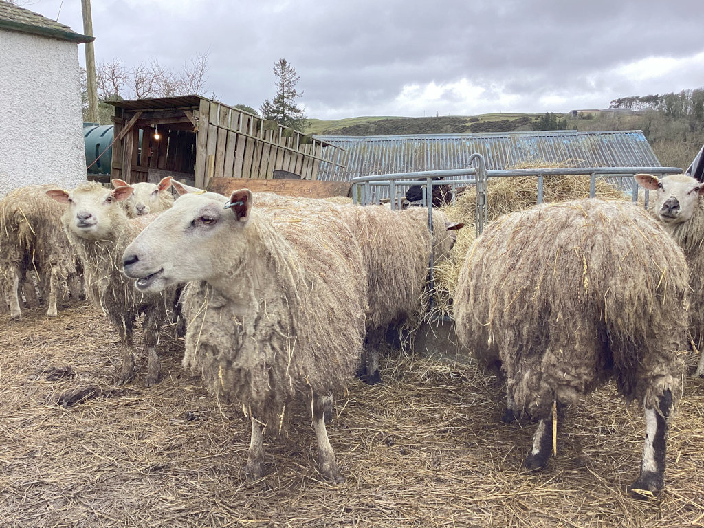 Group of sheep with long, shaggy coats standing in a barn. They appear to be in a pen filled with straw. A building and a partially visible shed are in the background. The overall atmosphere is rural and agricultural.