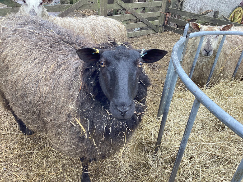 Close-up view of a black sheep with long, gray-brown fleece, standing in a pen filled with hay. Two other lighter-coloured sheep are visible in the background, partially obscured by a metal feeding structure. The black sheep appears to be the focus of the image, its face clearly visible and looking directly at the camera. Yellow ear tags are visible on the black sheep.