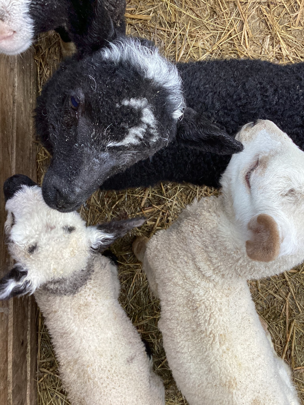 Four lambs lying down in a pen filled with hay. Three of the lambs are predominantly white, while one is mostly black with a white marking on its head. The lambs appear to be young and are huddled together, suggesting a sense of comfort and companionship.