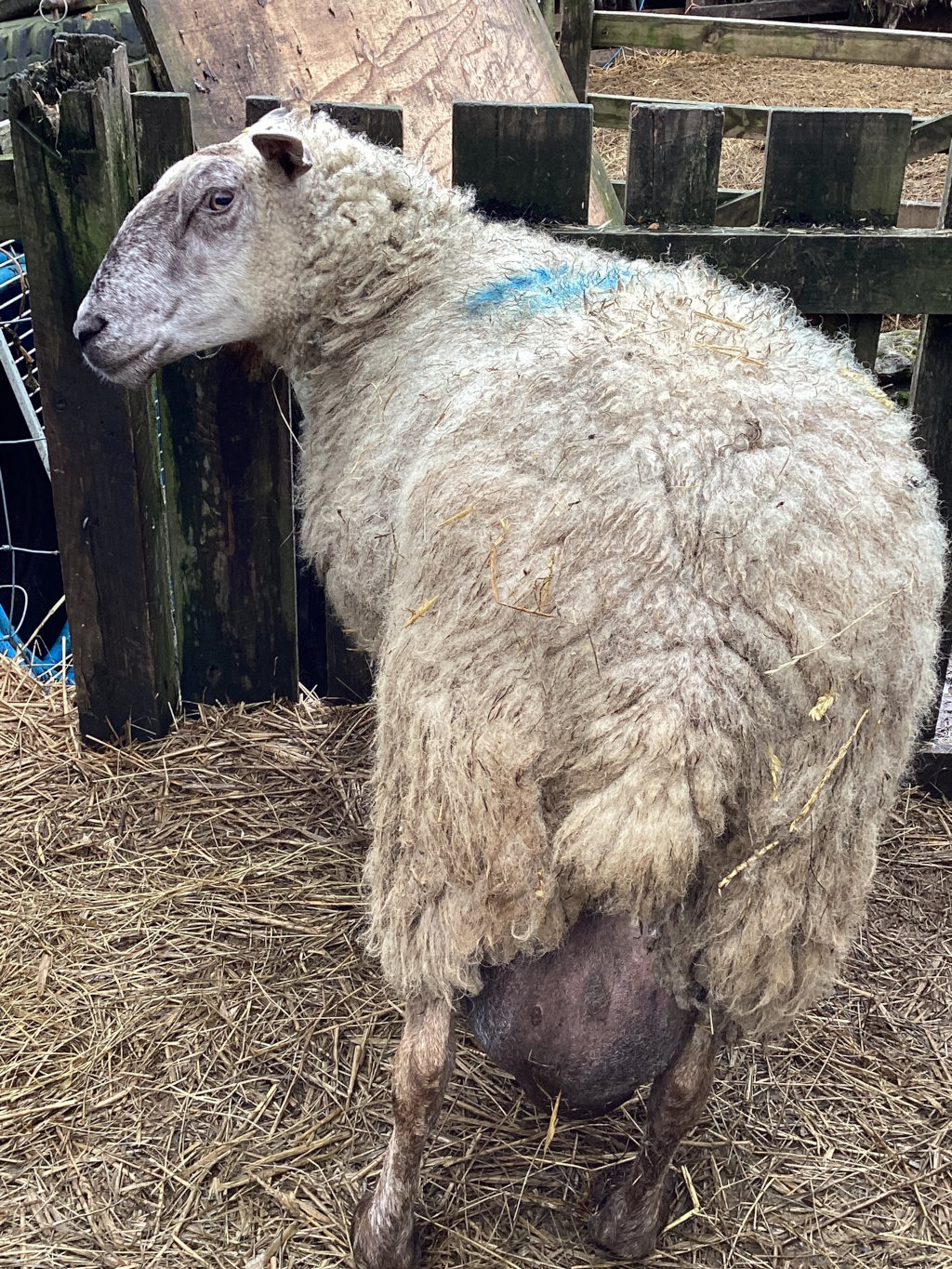 Sheep standing behind a wooden fence. The sheep is predominantly light beige/grey in colour, with a significant amount of fleece. A small, light blue marking is visible on its back.  Its udder is unusually large and dark in color, suggesting it may be pregnant or have recently given birth. The sheep is standing on straw.