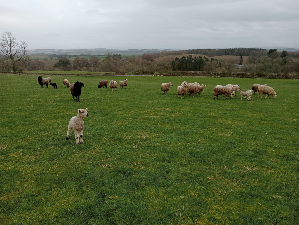 Flock of sheep and lambs grazing in a lush green pasture. The scene is peaceful and pastoral, with a rolling hillside visible in the background under a somewhat overcast sky. There's a mix of adult sheep and several young lambs, including one light-coloured lamb standing out in the foreground. The overall impression is one of tranquility and rural life.