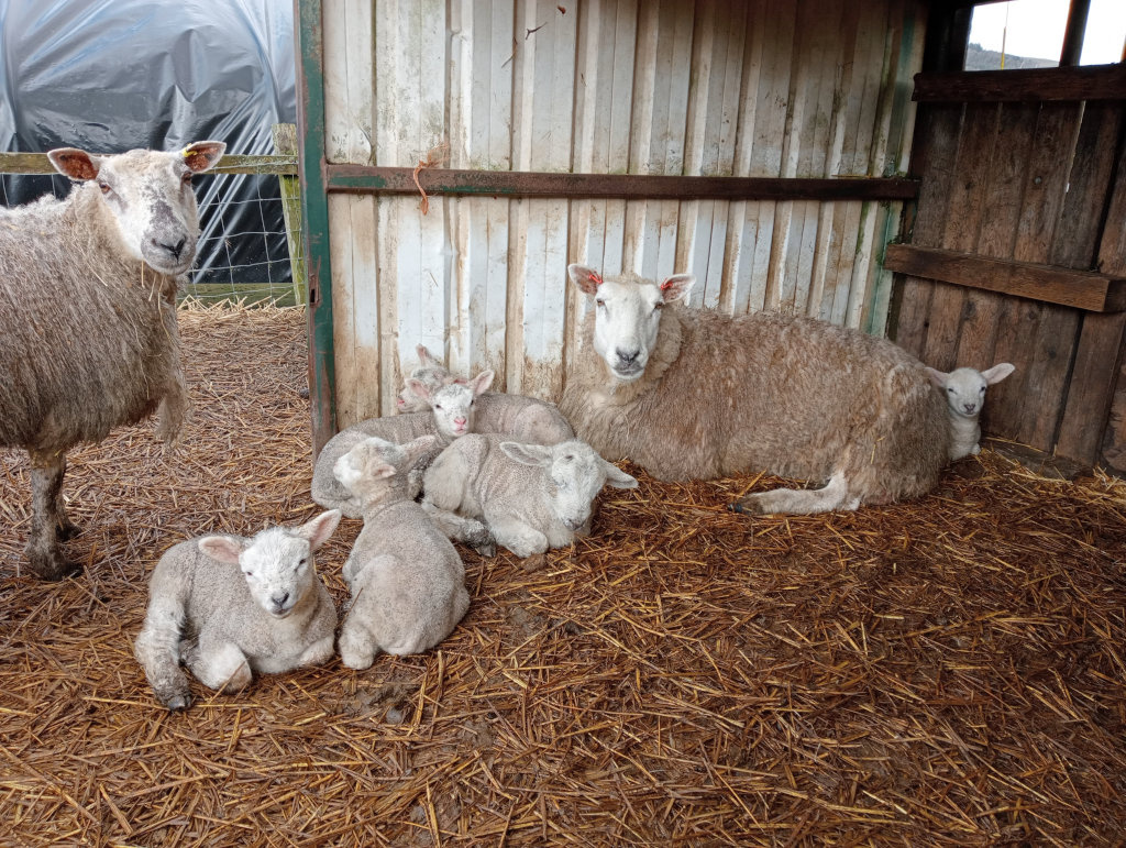 Flock of sheep in a barn. There is one adult ewe lying down surrounded by her several newborn lambs. Another adult ewe stands to the left of the scene, slightly outside of the main group. The lambs are huddled together, resting on a bed of straw. The overall atmosphere is peaceful and domestic.