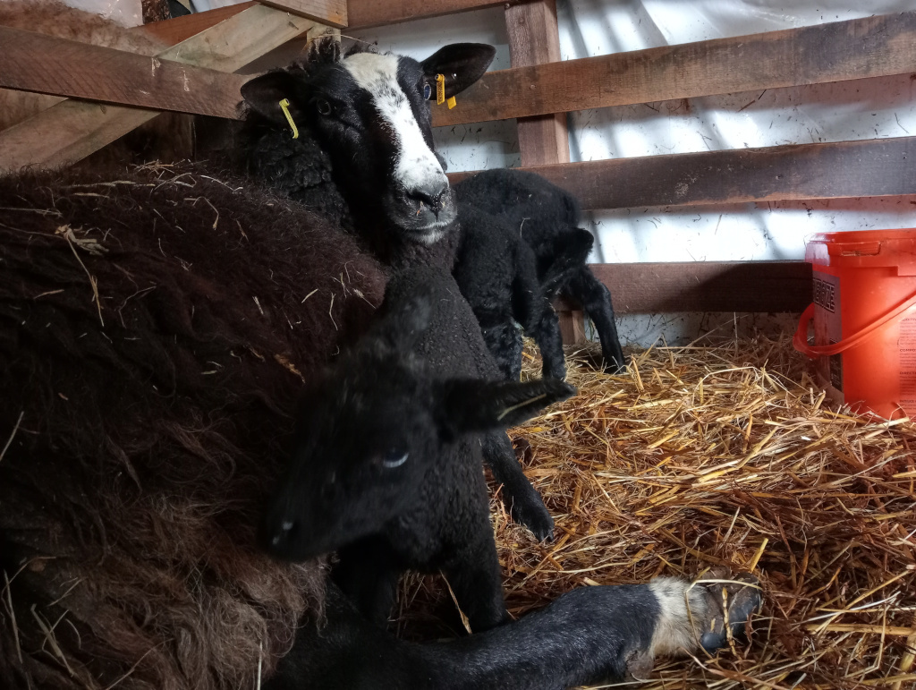 Black sheep lying down in a straw-filled pen with two black lambs nestled close by. One lamb is partially visible behind the ewe, and the other is clearly seen lying against its mother. The pen appears to be a wooden structure, and there's an orange bucket in the background.