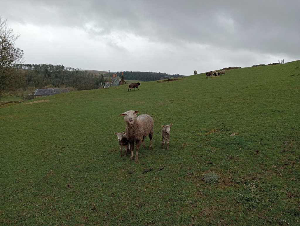 Grassy hillside on a cloudy day. In the foreground, a sheep with two lambs stands in a field. In the mid-ground and background, several more sheep are visible grazing on the hillside. A farmhouse and trees are visible in the distance, suggesting a rural setting.