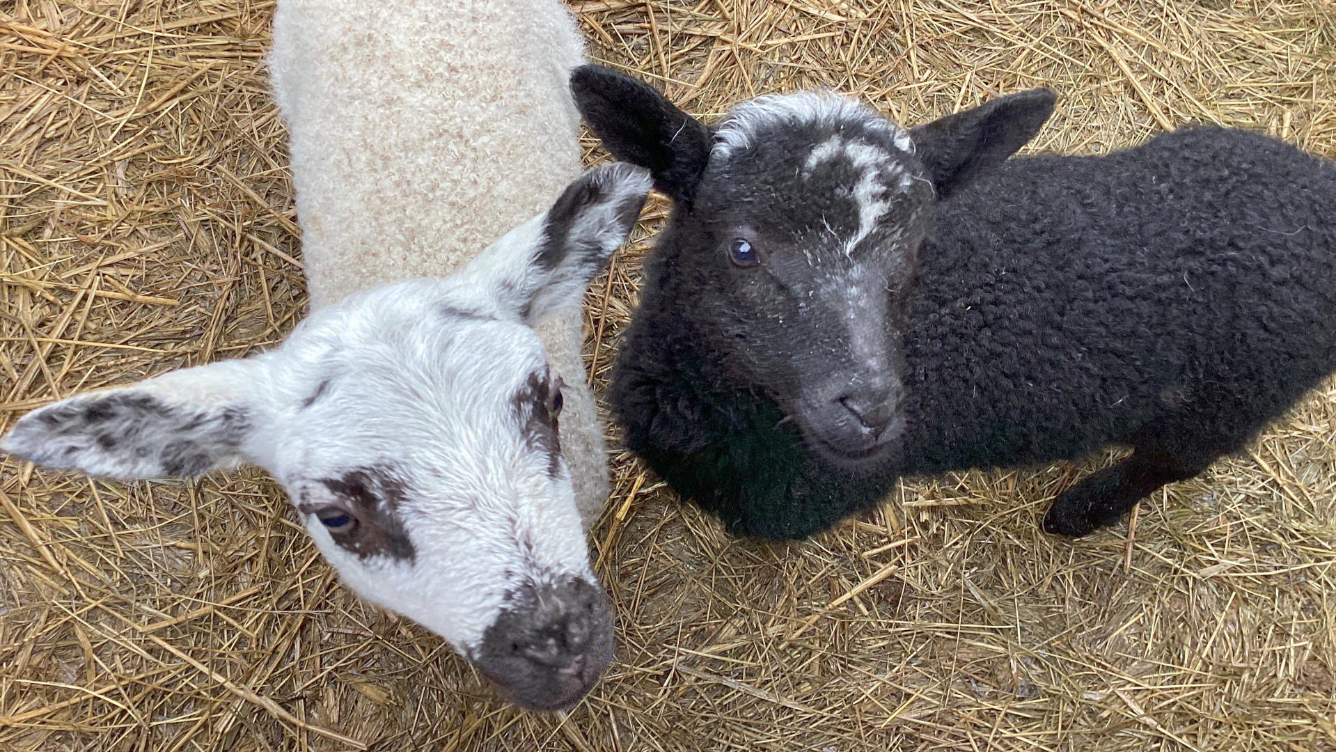 Two lambs from a high-angle perspective. One lamb is predominantly white with some black markings on its face and ears, while the other is mostly black with a small patch of white on its forehead. Both lambs are standing on a bed of straw. The overall impression is one of youth and innocence.