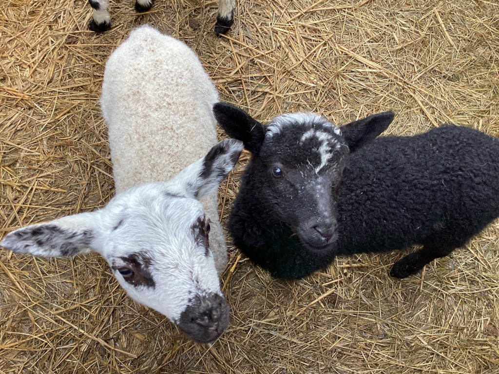 Two lambs from a high-angle perspective. One lamb is predominantly white with some black markings on its face and ears, while the other is mostly black with a small patch of white on its forehead. Both lambs are standing on a bed of straw. The overall impression is one of youth and innocence.