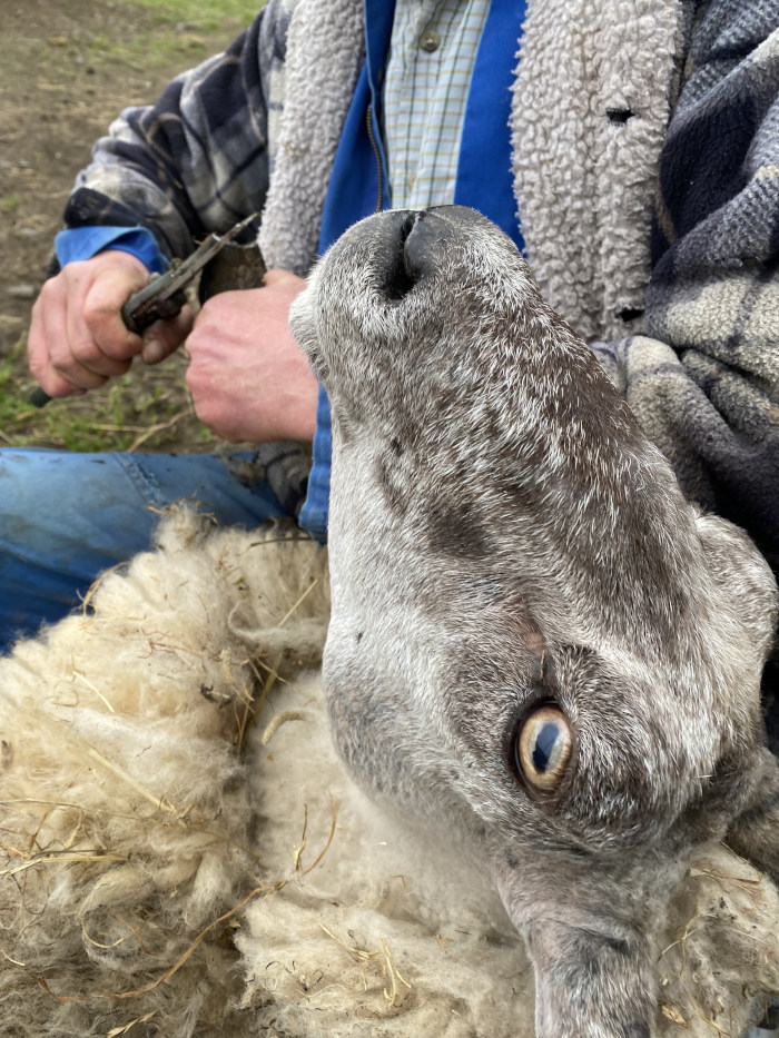 Close-up view of a sheep being sheared by Charlie. The sheep's head is tilted upwards, its eye visible, while a Charlie's hands are using shears to remove its wool. The focus is on the sheep's face and the interaction between the animal and the person shearing it. The background is blurred, showing a grassy area.