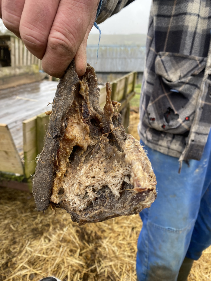Charlie's hand holding a piece of what appears to be a decaying animal hoof or similar body part. The object is dark brown and gray, with sections that are lighter and appear dried or possibly fatty. The texture is rough and uneven.