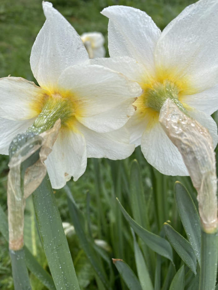 Two white daffodils in close-up, viewed from below. Their petals are delicately spread, revealing the yellow cups and green stems. Water droplets are visible on the petals and stems, suggesting recent rain or dew. The background is softly blurred, focusing attention on the flowers, showing lush green foliage. The overall impression is one of gentle beauty and freshness.