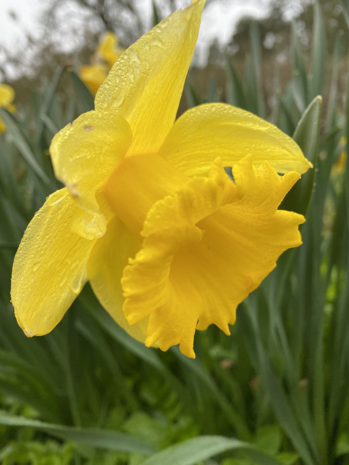 Close-up view of a single, vibrant yellow daffodil in full bloom. Water droplets are visible on its petals, suggesting recent rain or dew. The daffodil is sharply in focus, while the background of green foliage is slightly blurred, drawing attention to the flower. A portion of another daffodil is visible in the upper left corner.