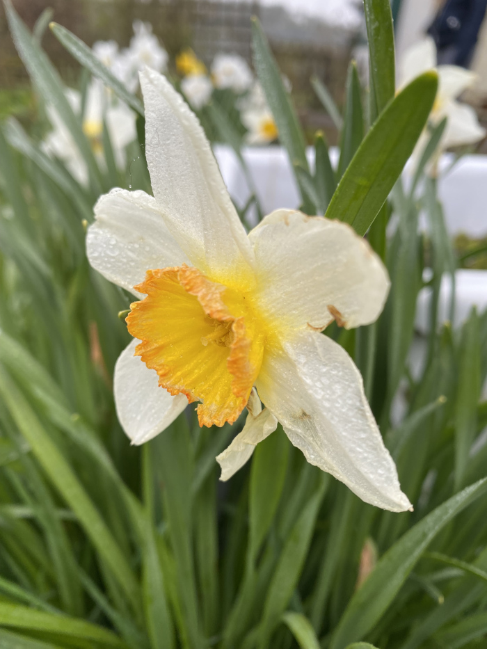 Single, close-up view of a white daffodil with a yellow-orange cup. The petals are slightly translucent and covered in water droplets, suggesting recent rain. The daffodil is surrounded by long, slender green leaves. The background is blurred, but other daffodils are visible, indicating it's part of a larger cluster of flowers. The overall impression is one of freshness and springtime.