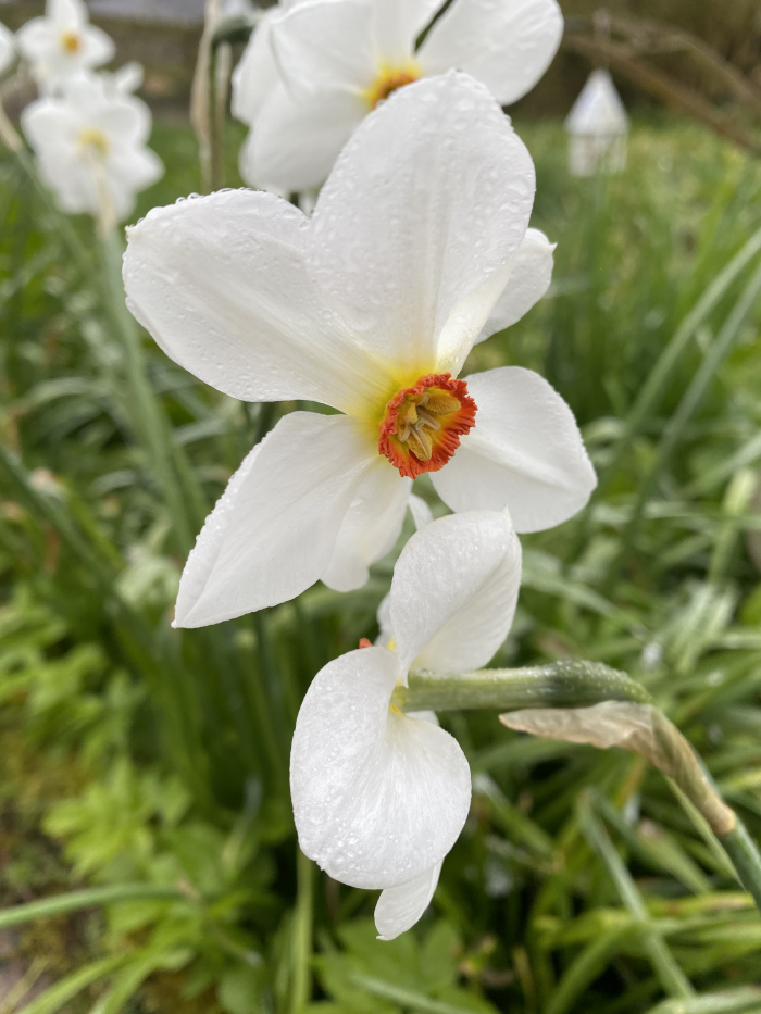Two prominent white daffodils in the foreground, glistening with water droplets, suggesting recent rain. Their vibrant orange-red centres add a striking contrast to the pure white petals. The background is softly blurred, showing more daffodils and verdant green foliage.