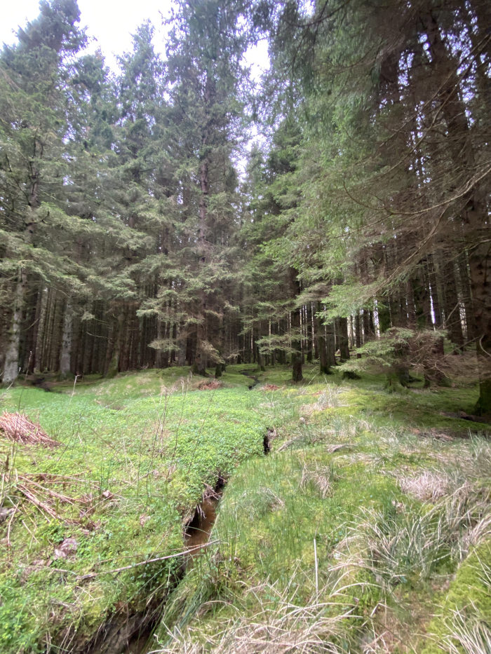A dense forest floor is visible, dominated by tall evergreen trees. The undergrowth is a mix of green grasses, mosses, and small plants. A network of small, shallow channels or rivulets cuts through the grassy areas, suggesting a somewhat wet or marshy environment. The sunlight filters through the dense canopy, creating dappled light and shade on the ground beneath. The overall impression is of a tranquil, natural woodland setting.