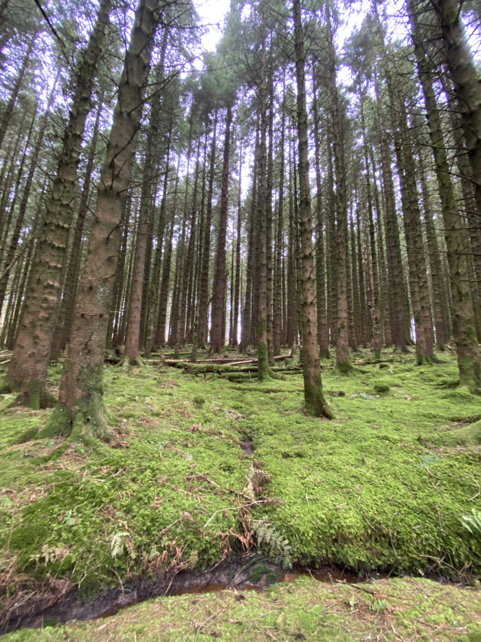 Dense, evenly spaced coniferous forest floor carpeted in vibrant green moss. Tall, slender pine trees dominate the scene, their trunks rising straight and uniformly toward the sky, creating a sense of depth and height. The ground is largely covered with a thick layer of moss, with only occasional patches of exposed soil and fallen branches visible. A small, shallow stream or drainage ditch cuts across the lower portion of the image.