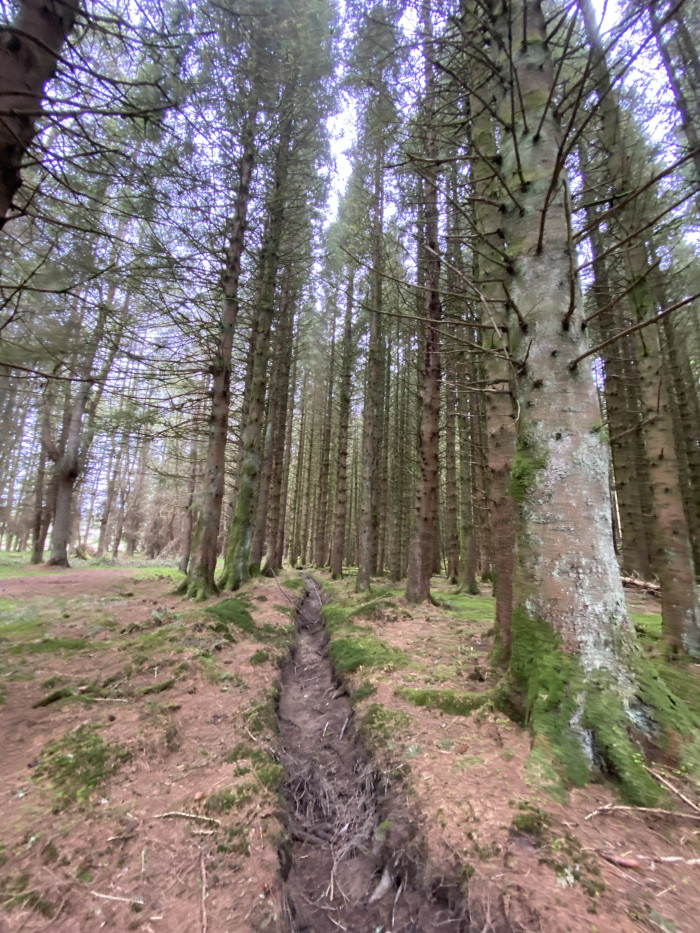 Narrow path winding through a lush forest. Surrounding the trail are tall trees and vibrant vegetation, suggesting an old-growth forest rich in biodiversity. The atmosphere is serene, showcasing the natural beauty of the woodland environment.