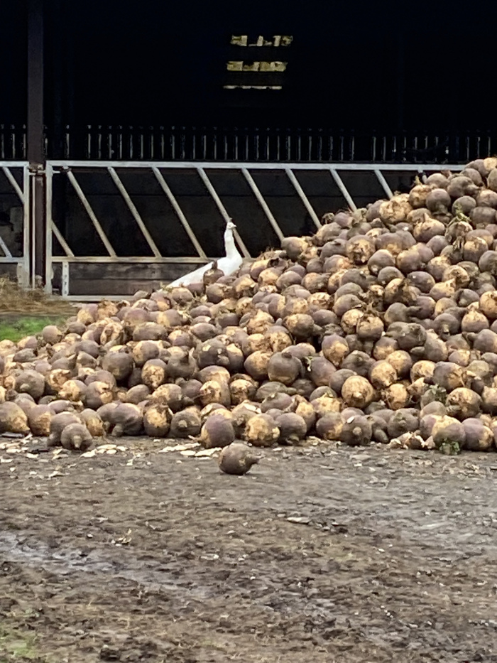 White peacock standing in front of a large pile of harvested root vegetables, likely swedes or turnips. The peacock is positioned centrally, providing a striking contrast against the muted earth tones of the vegetables and the dark background of a farm building.