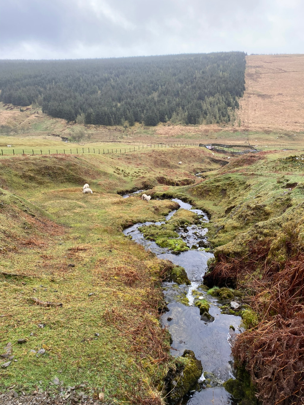 Tranquil stream meandering through a pastoral landscape. A few sheep graze peacefully in the foreground on grassy hills. In the background, a dark line of coniferous forest sits against a lighter, drier hillside, suggesting a change in terrain or possibly different land management practices. 