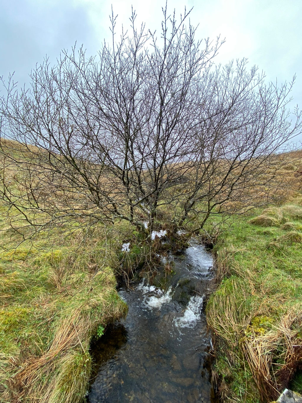 Small stream flowing through a grassy area. A leafless, bare tree stands over the stream. The grass is mostly brown and yellow, suggesting it may be autumn or winter. There are hints of green grass interspersed and a small patch of snow is visible near the base of the tree.