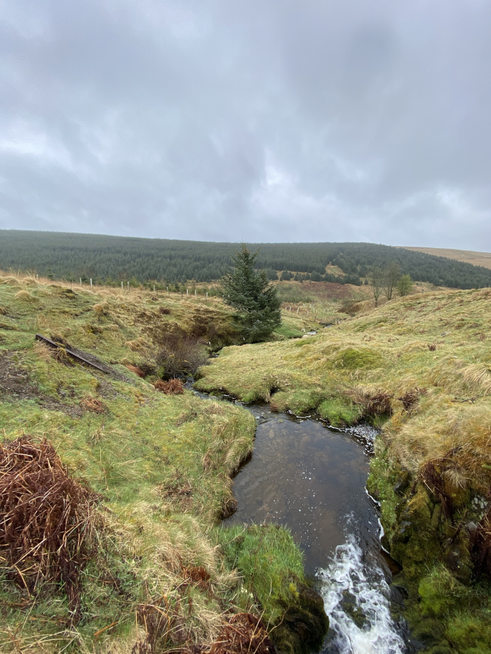 Tranquil stream flowing through a verdant valley.  The stream is relatively shallow and clear, with small ripples visible on the surface. The valley is characterised by rolling hills covered in predominantly green and brown grasses, suggesting a rural or perhaps mountainous environment. In the background, a dense forest of dark green coniferous trees stretches across the horizon, extending to the hazy line where the sky meets the land. The sky is overcast and mostly grey, adding to the overall serene yet somewhat sombre mood. A single evergreen tree stands prominently near the stream, providing a focal point.