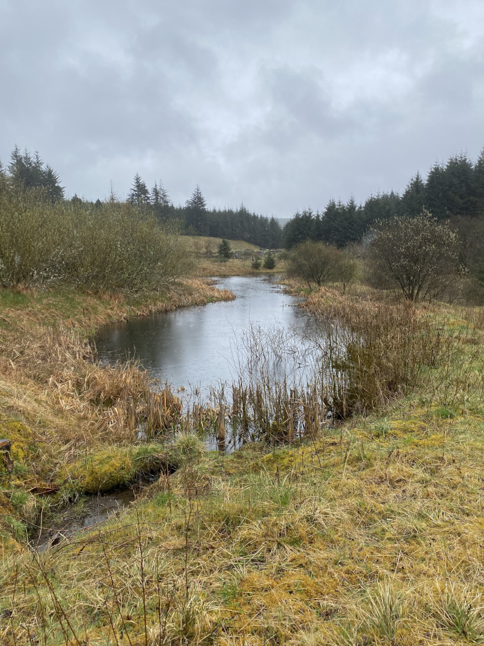 Tranquil pond nestled in a landscape of muted greens and browns. The water is still and reflects the overcast sky. The pond is surrounded by low-lying vegetation, some of which is dry and yellowed, suggesting it might be late autumn or early spring. In the background, a dark line of evergreen trees forms a backdrop against the gray, somewhat cloudy sky. The overall atmosphere is calm and somewhat melancholic due to the muted colours and overcast conditions.