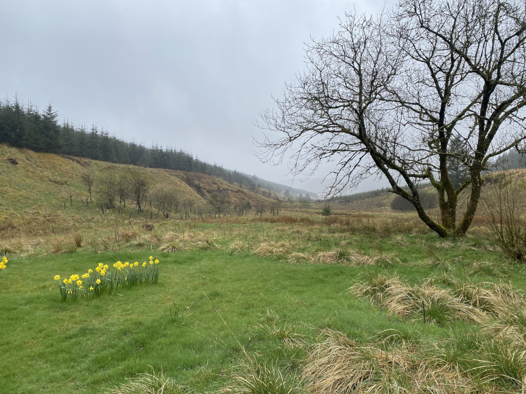 Tranquil landscape scene on an overcast day. The foreground features a grassy field with a small cluster of daffodils blooming. A lone, leafless tree stands prominently in the middle ground, its branches reaching towards a valley beyond. Rolling hills covered in a mix of grassland and coniferous forest are visible in the background, under a grey, misty sky.