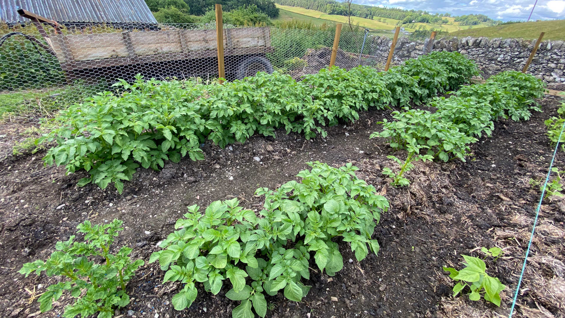 A neatly organised potato patch in a garden. Rows of healthy, green potato plants are planted in dark soil, mulched with straw. A wire fence surrounds the garden, partially obscuring a rustic wooden cart filled with hay in the background. The setting is rural, with a stone wall and rolling hills visible in the distance under a partly cloudy sky. The overall impression is one of peaceful rural life and homegrown produce.