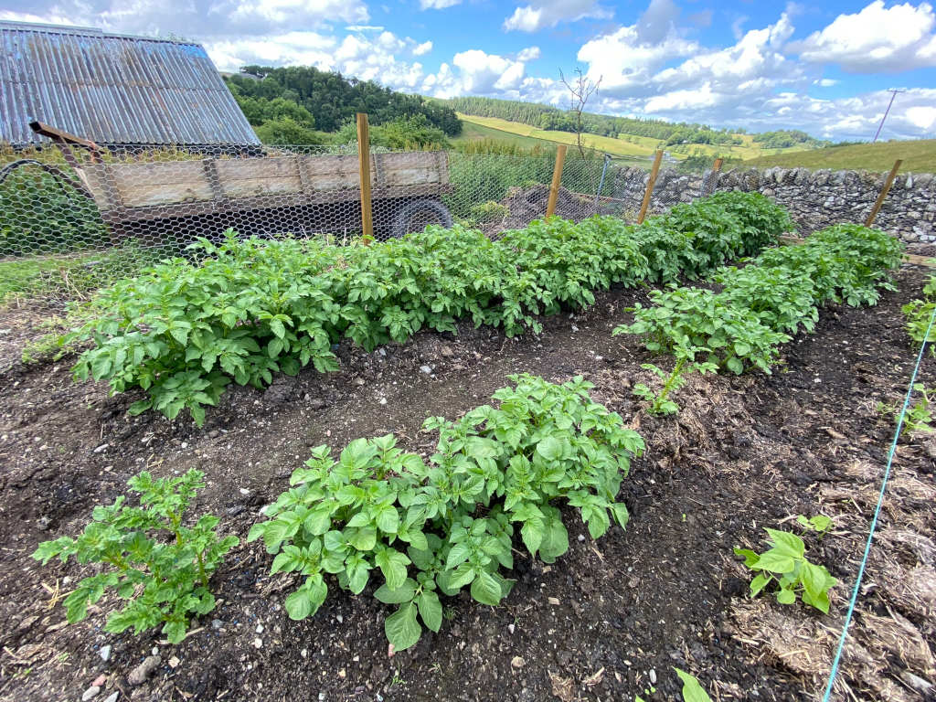 Neatly organised potato patch in a garden. Rows of healthy, green potato plants are planted in dark soil, mulched with straw. A wire fence surrounds the garden, partially obscuring a rustic wooden cart filled with hay in the background. The setting is rural, with a stone wall and rolling hills visible in the distance under a partly cloudy sky. The overall impression is one of peaceful rural life and homegrown produce.