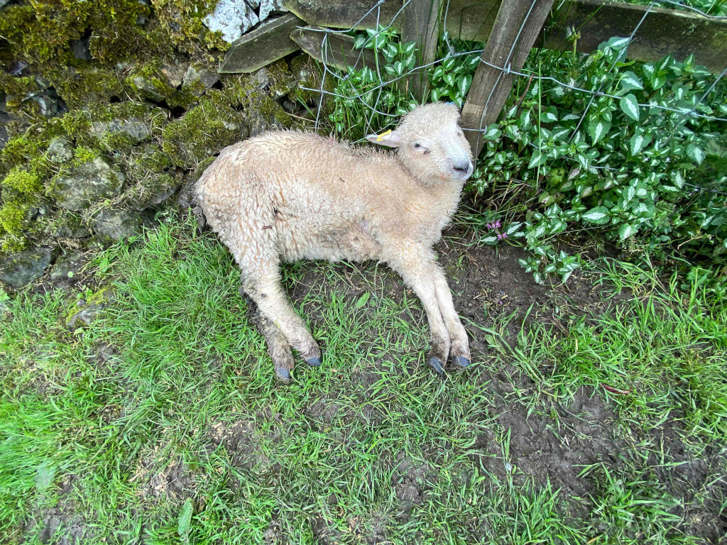 Deceased light-brown lamb lying on its side in a grassy area next to a mossy stone wall and a wire fence. The lamb appears to be young and relatively small. The overall tone is sombre and suggests the potential loss of the animal.