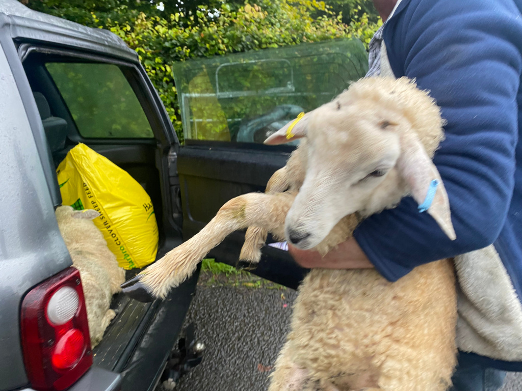 Charlie carrying a light-colored lamb in their arms. The lamb appears to be young and is being gently held. The person is near the open rear door of a dark-grey SUV, which contains a large yellow bag of what appears to be animal feed. The setting appears to be outdoors, possibly a rural area.