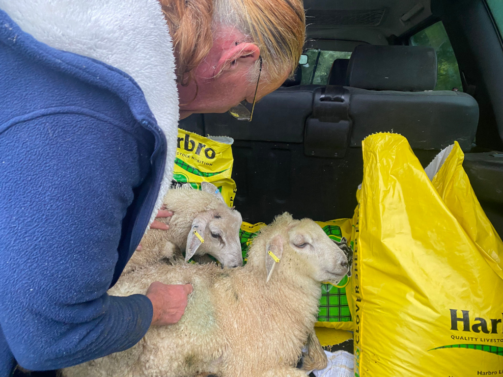 Charlie gently cradling two young lambs in the back of a vehicle. The lambs appear to be newborn or very young, and are nestled together. Bags of animal feed are visible in the background. The overall impression is one of care and protection.