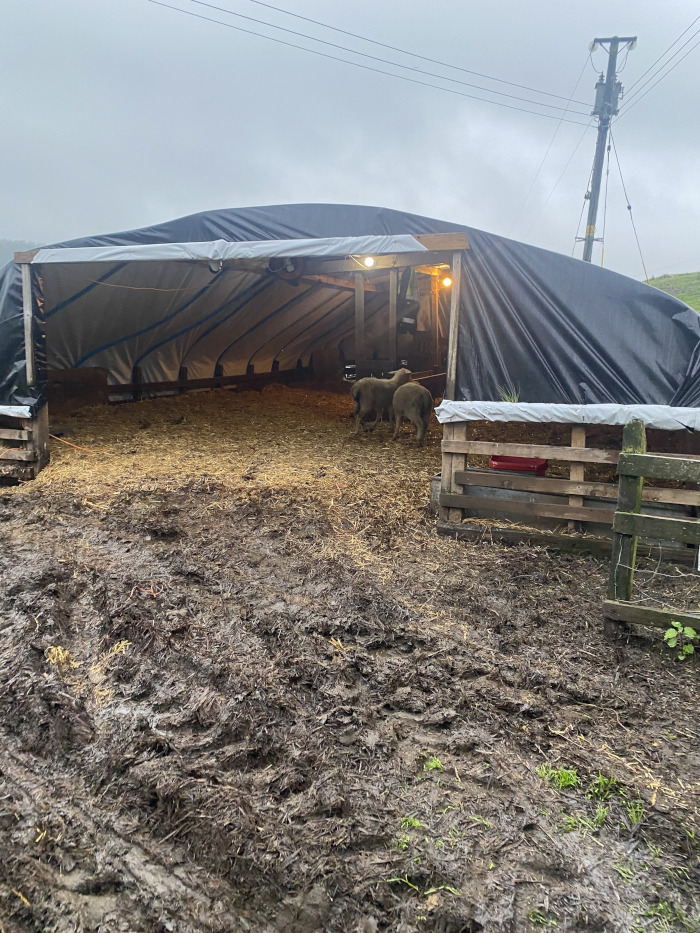 Temporary livestock shelter, likely a lambing shed, constructed from a black tarp stretched over a wooden frame. Two sheep are visible inside on a straw bedding. The ground outside the shelter is muddy and wet, suggesting recent rain. The overall impression is of a functional, practical, and somewhat makeshift structure used for protecting livestock in inclement weather.
