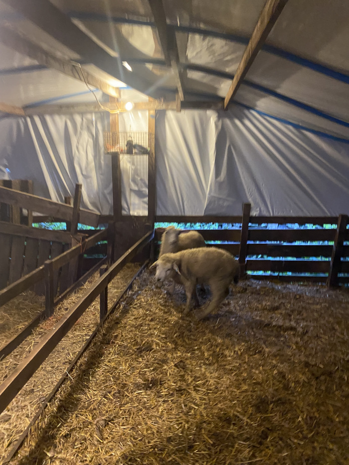 Interior of a simple, rustic sheep shed. Two light-colored lambs are standing in a bed of straw. The shed is sparsely furnished, with a wooden framework, and a makeshift roof covered in a white tarp. Lighting is dim, provided by a single bulb. The overall impression is one of a functional, but humble, animal shelter.