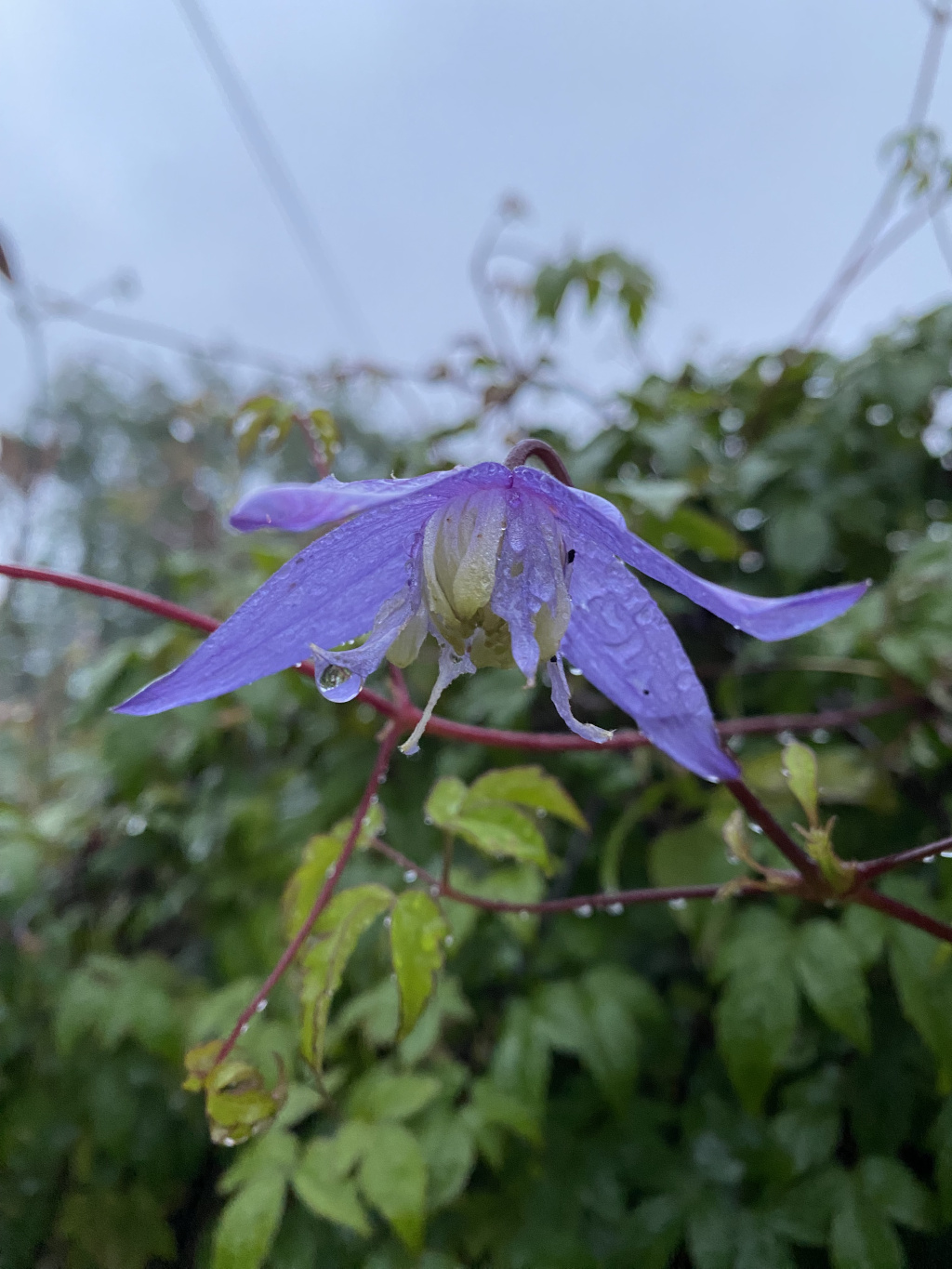 Single, light purple Clematis flower, covered in water droplets, hanging from a vine. The background is blurred but shows more of the vine and lush green foliage. The overall mood is serene and slightly melancholic, enhanced by the overcast sky visible in the background.